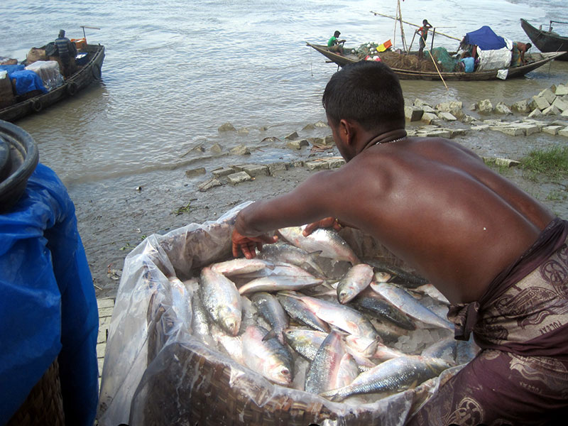 ইলিশ ধরা