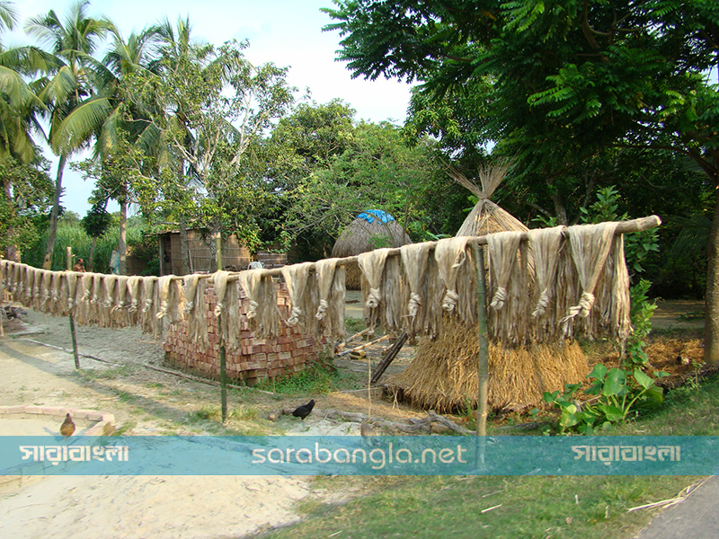 সোনালী আঁশ, পাট, চুয়াডাঙ্গা, কৃষি সম্প্রসারণ অধিদফতর