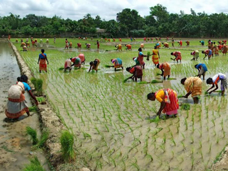 নারীর অবমূল্যায়ন, কৃষিতে নারী, পারিবারিক শ্রম,