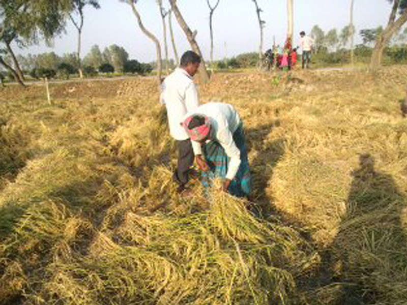 দিনাজপুর, দিনাজপুরে ধানের বাম্পার ফলন 