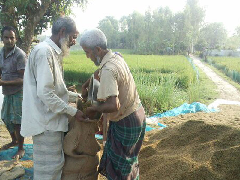 দিনাজপুর, দিনাজপুরে ধানের বাম্পার ফলন 