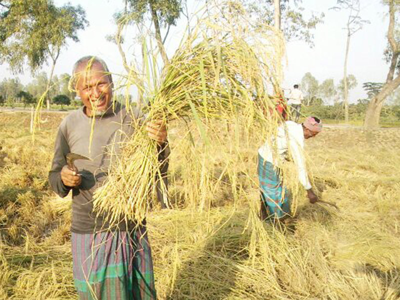 দিনাজপুর, দিনাজপুরে ধানের বাম্পার ফলন