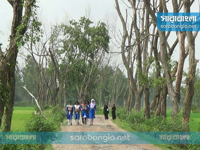 দিনাজপুর, মরা গাছ, ঝুঁকি নিয়ে চলাচল