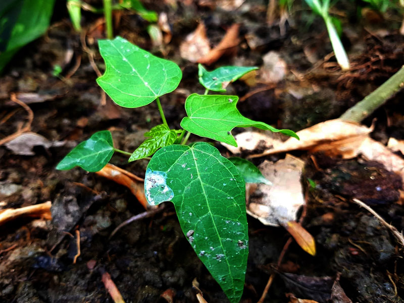 ফেলনা সবজি 