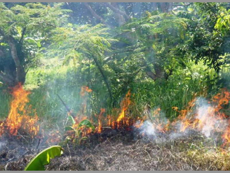 সুন্দরবন, দাহ্য পদার্থ,