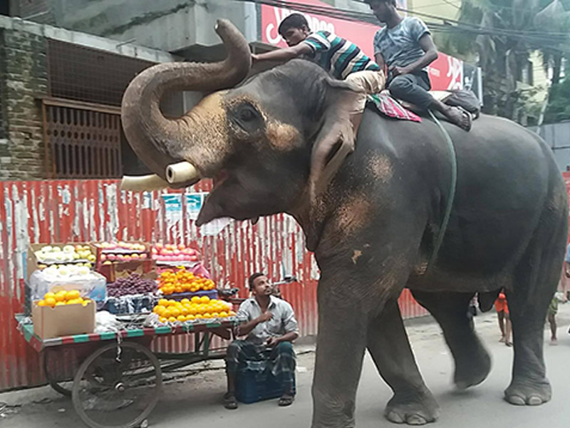 হাতি