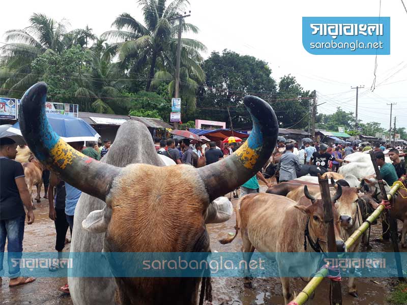 ফেনী পশুর হাট