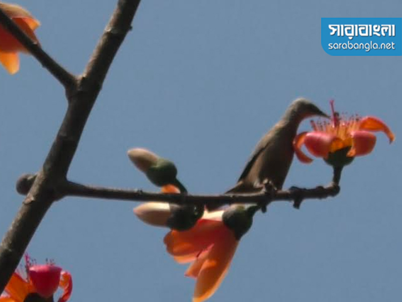 ছবি: সারাবাংলা