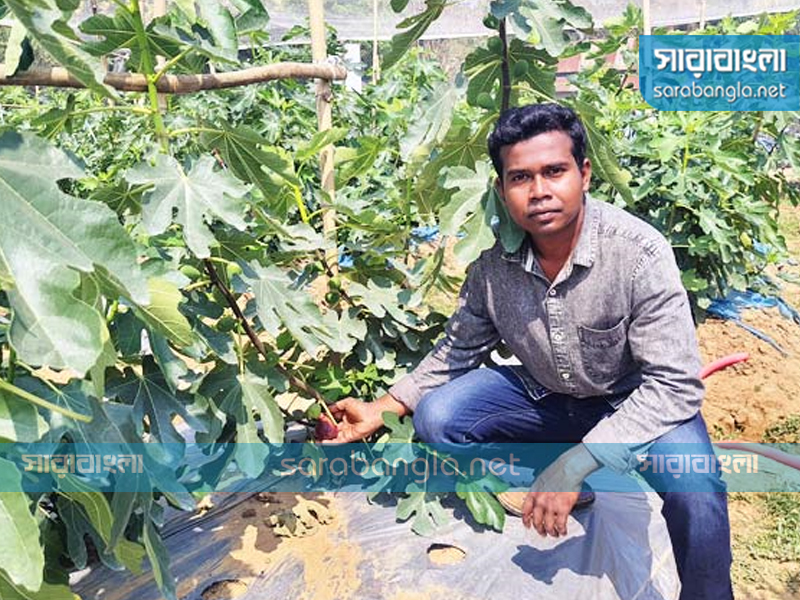 নিজের বাগানে পাকা ত্বিন ফল ধরে দেখাচ্ছেন জাবিদ আল মামুন, ছবি: সারাবাংলা