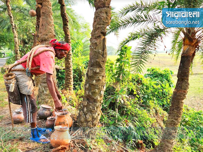 খেজুর গাছ থেকে রস সংগ্রহ করছেন গাছিরা, ছবি: সারাবাংলা