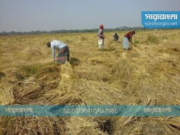 আমনের উৎপাদন বাড়াতে ৩৩ কোটি টাকার প্রণোদনা