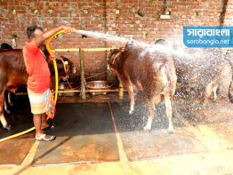 গরুর খামার [ছবি]