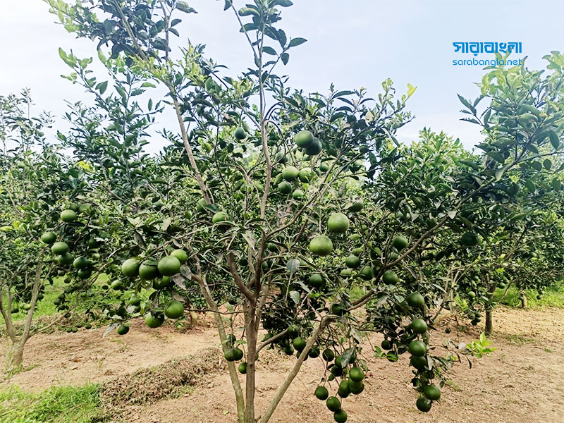 গাছে ঝুলছে মাল্টা। পরিত্যক্ত ও অনাবাদি জমিতেও এর আবাদ করা যায়। লাভও বেশি। তাই কৃষকরা মাল্টা আবাদে ঝুঁকছেন। ছবি: সারাবাংলা