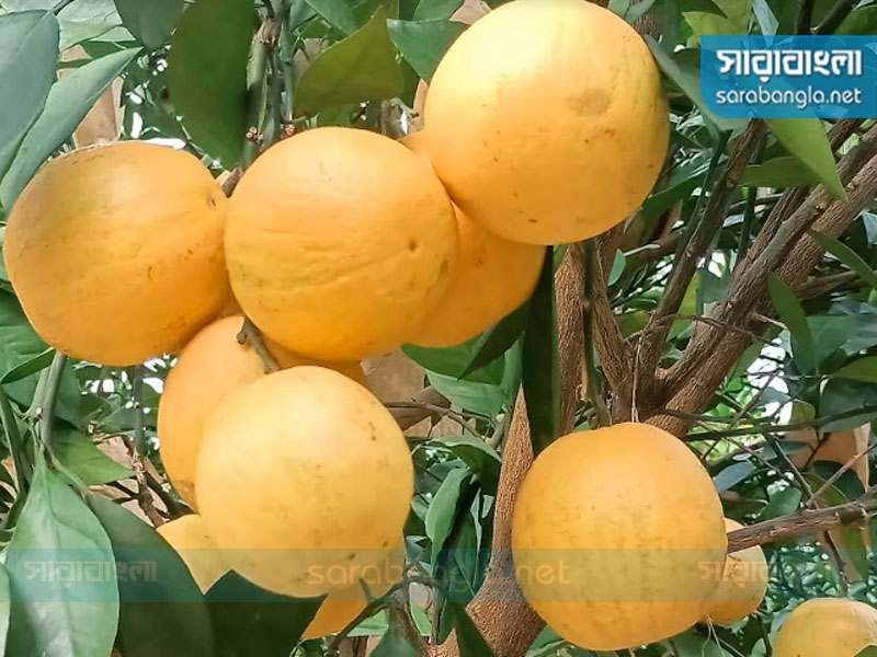 ছবি: সারাবাংলা