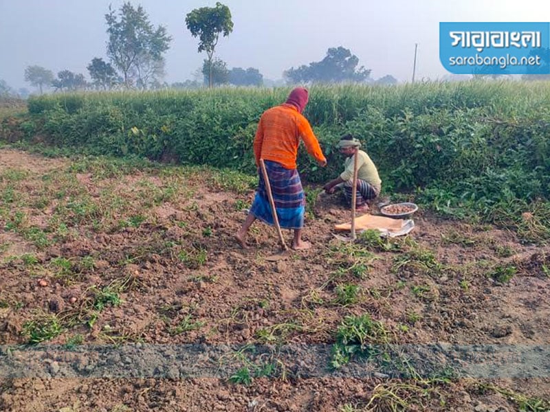 রোগ দেখা দেওয়ায় সময়ের আগেই আলু তুলে ফেলছেন চাষিরা, ছবি: সারাবাংলা