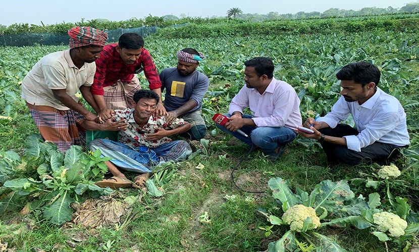 ‘ছত্রাকনাশক’ ব্যবহারে ফসলের সর্বনাশ, ৩৫ লাখ টাকার ফুলকপি নষ্ট