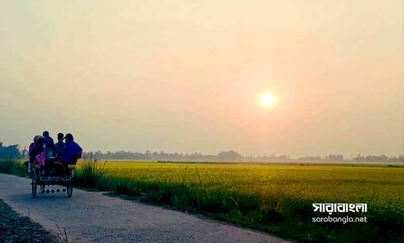 দূর থেকে দেখলে মনে হয় কে যেন হলুদ চাদর বিছিয়ে রেখেছে। ছবি: সারাবাংলা