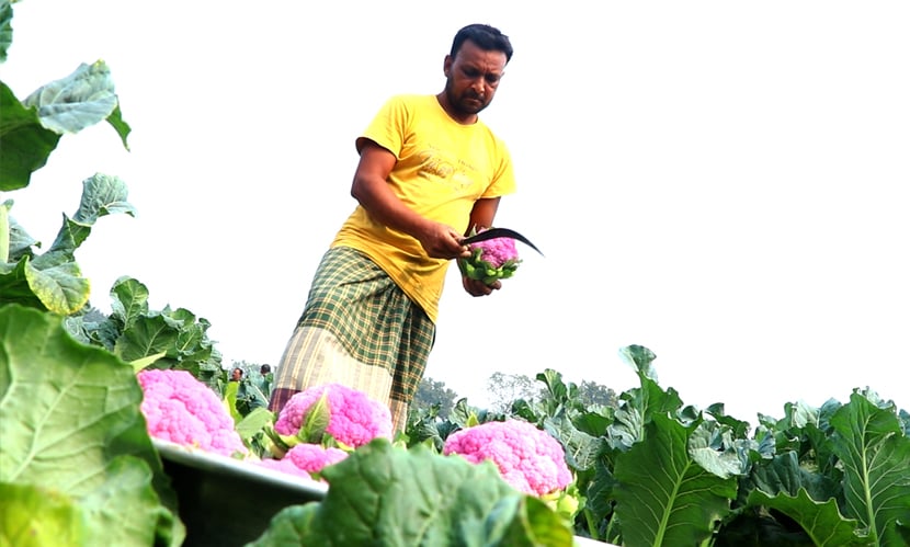 খুচরা বাজারে এই রঙিন ফুলকপি এখন প্রতি কেজি বিক্রি হচ্ছে ৩০-৪০টাকা। ছবি: সারাবাংলা