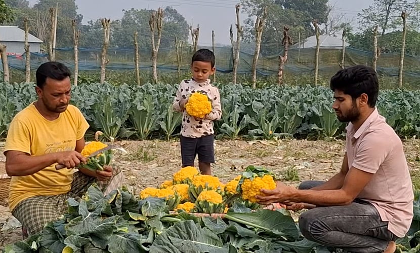 ১১বিঘা জমিতে রঙিন ফুলকপি চাষ করা হয়েছে। ছবি: সারাবাংলা