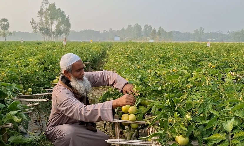 কৃষক আনসার আলী আধুনিক পদ্ধতিতে টমেটো চাষ করে পেয়েছেন সফলতা। ছবি: সারাবাংলা