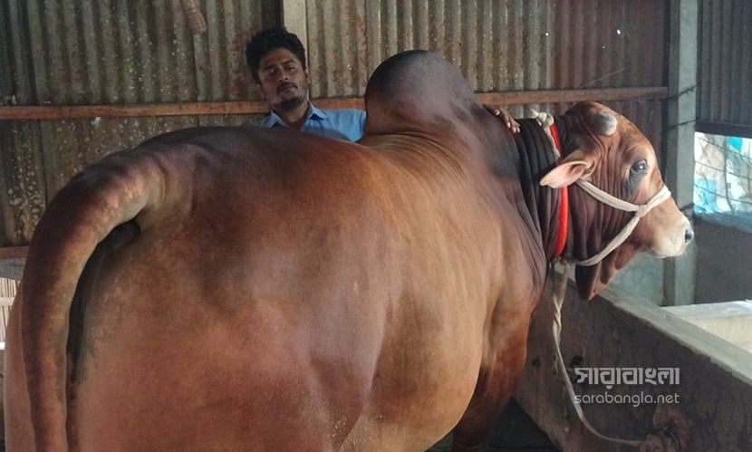 ২০মণ ওজনের শাহীওয়াল জাতের ষাঁড়। ছবি: সারাবাংলা