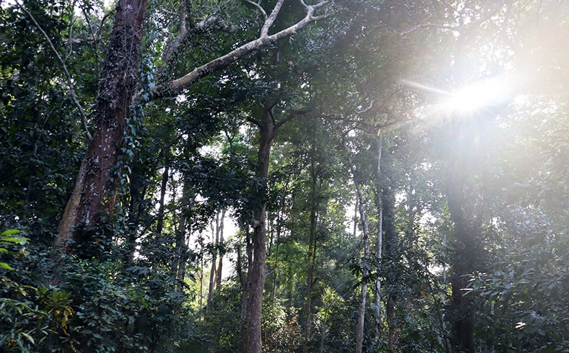 পুরো উদ্যানই গুরুত্বপূর্ণ বৃক্ষের সমাহার