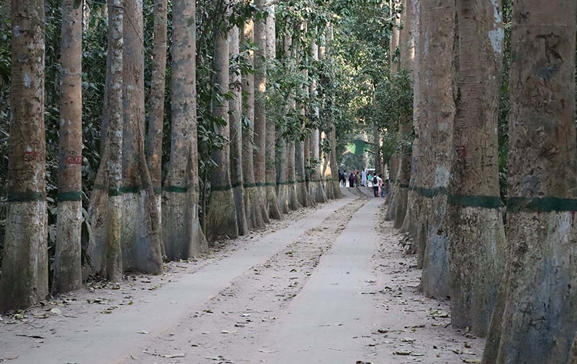 ভিতরে প্রবেশ করেই শুরুতেই দুপাশে সারিবদ্ধ গাছ আপনাকে স্বাগত জানাবে