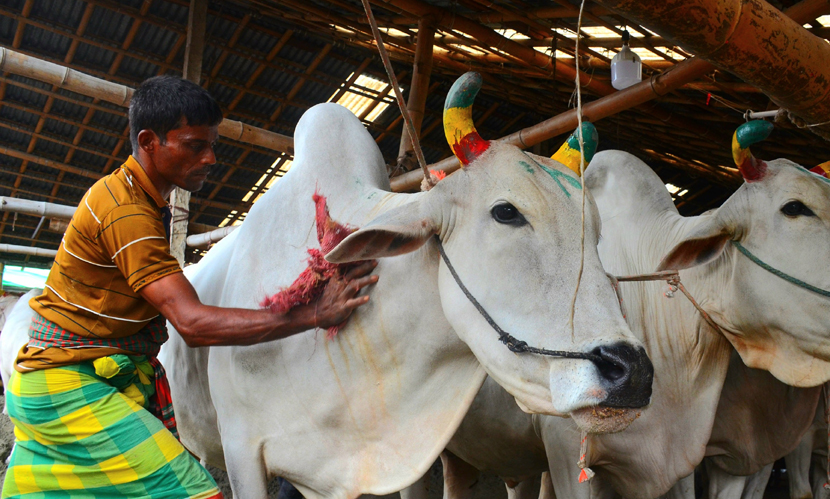 চট্টগ্রামের সাগরিকা গরুর বাজার। ছবি সারাবাংলা