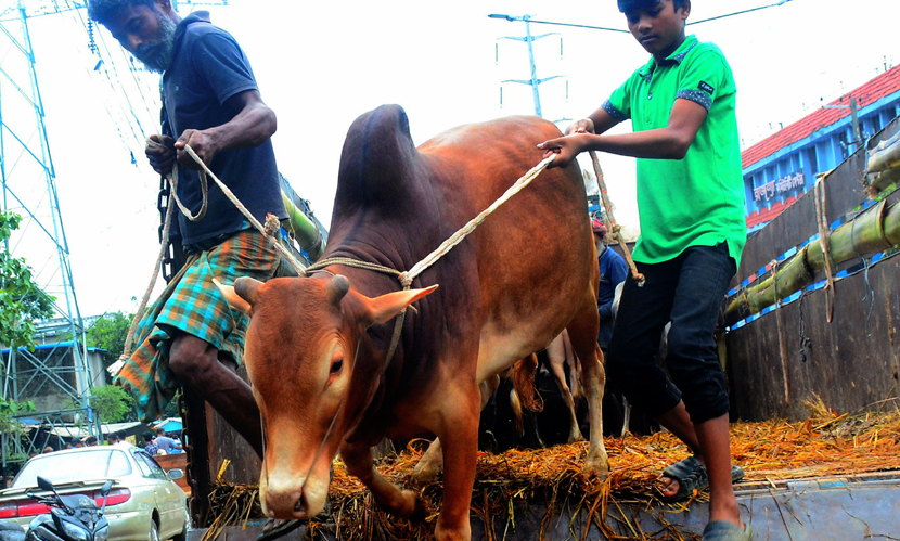 চট্টগ্রামের সাগরিকা গরুর বাজার। ছবি সারাবাংলা