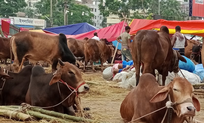 রাজধানীর হাটগুলো জমতে শুরু করেছে। ছবি: সারাবাংলা