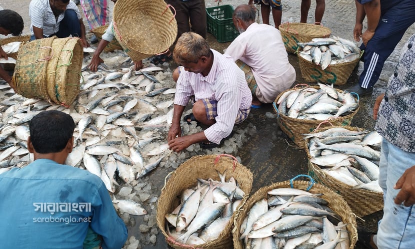 চট্টগ্রাম নগরীর কাট্টলীর রাণী রাসমণি ঘাটে ইলিশের পাইকারি বাজার। ছবি: সারাবাংলা