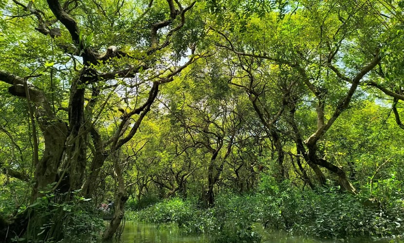 সিলেটের জলাবন রাতারগুল। ছবি: সংগৃহীত