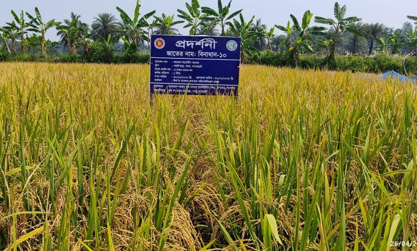 উচ্চফলনশীল বিনাধান-১০