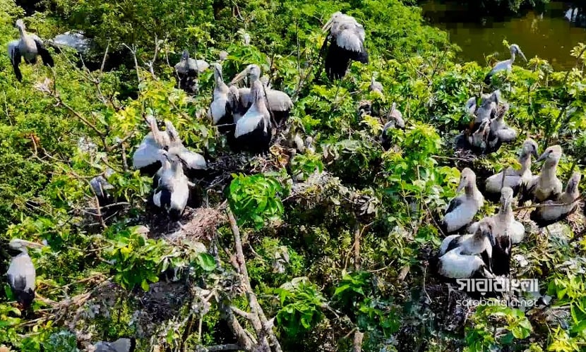 অতিথি পাখির আগমনে মুখর রাজবাড়ীর শিবরামপুর গ্রাম। ছবি: সারাবাংলা