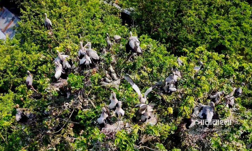 অতিথি পাখির আগমনে মুখর রাজবাড়ীর শিবরামপুর গ্রাম। ছবি: সারাবাংলা