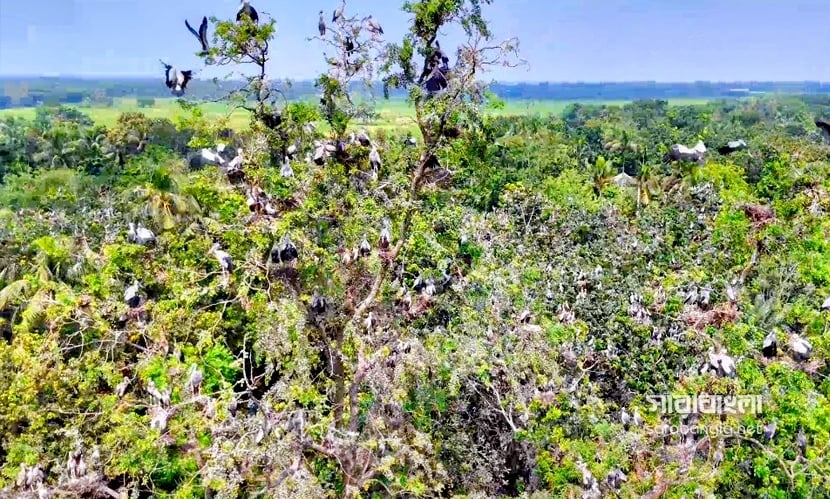 অতিথি পাখির আগমনে মুখর রাজবাড়ীর শিবরামপুর গ্রাম। ছবি: সারাবাংলা