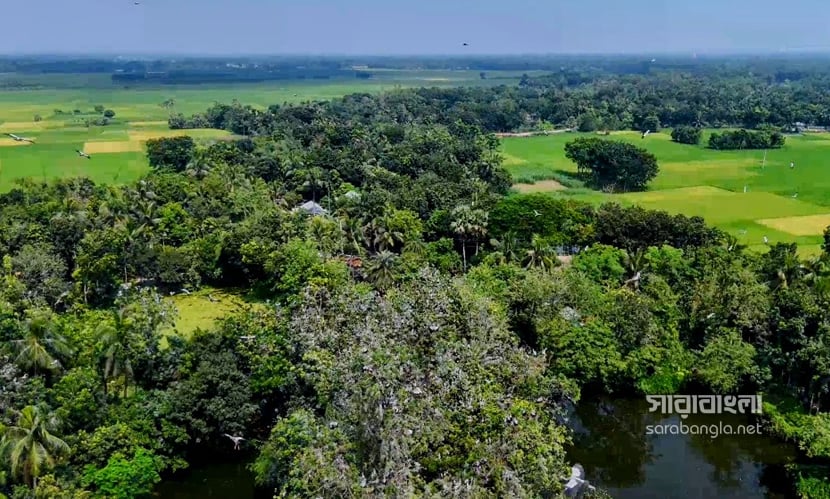 অতিথি পাখির আগমনে মুখর রাজবাড়ীর শিবরামপুর গ্রাম। ছবি: সারাবাংলা