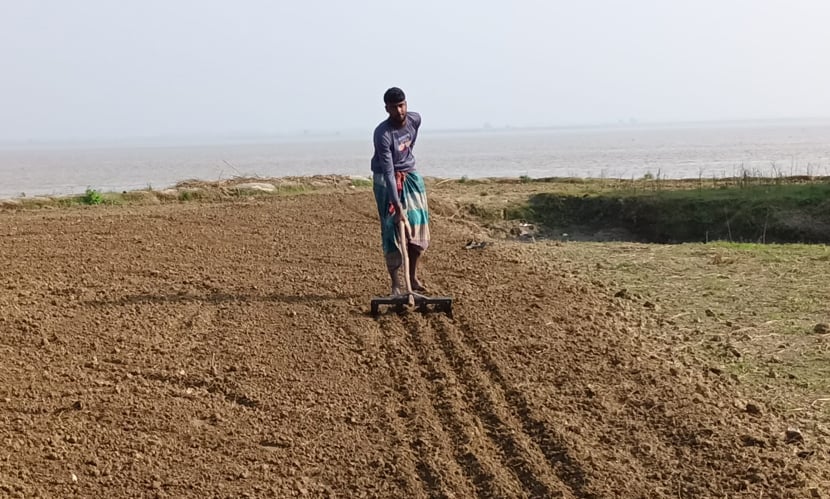 রাজবাড়ীতে মুড়িকাটা পেঁয়াজ রোপনে ব্যস্ত চাষিরা। ছবি: সারাবাংলা