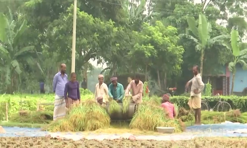 ধান মাড়াইয়ে ব্যস্ত কৃষক