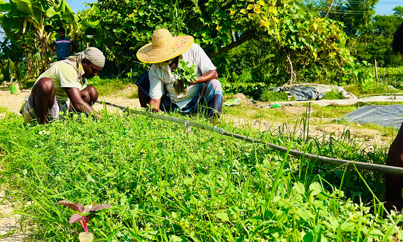শীতকালীন সবজি চাষে ব্যস্ত কুমিল্লার কৃষক। ছবি: সারাবাংলা