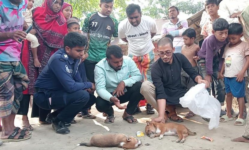 মহিপুরে কুকুরছানা পিটিয়ে হত্যার অভিযোগ, এলাকাজুড়ে ক্ষোভ
