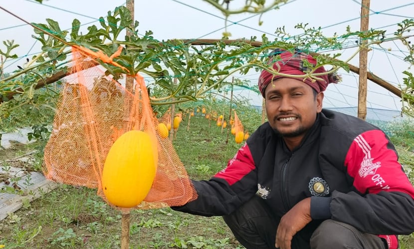 যমুনার চরাঞ্চলে হলুদ তরমুজ চাষে সফল সুমন মিয়া
