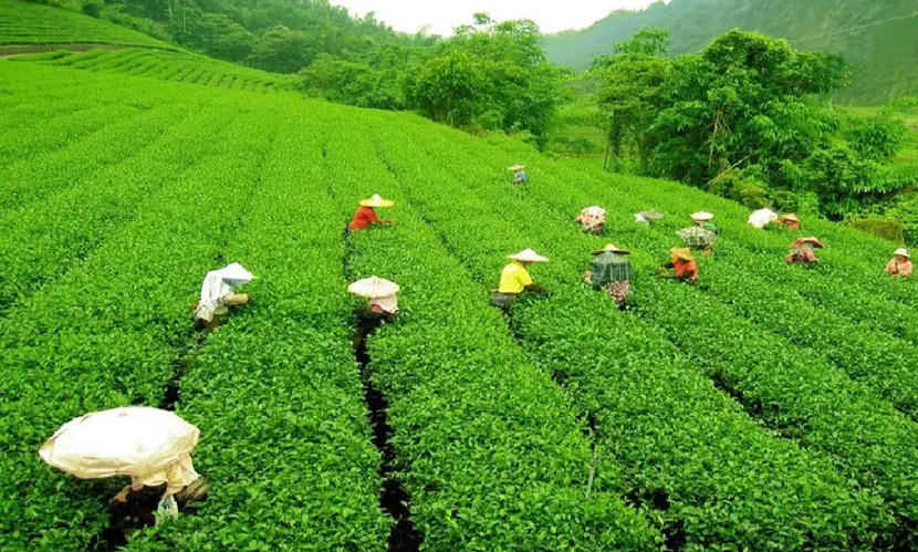 সবুজের রাজ্য সিলেট: চা বাগান, পাথরের নদী আর ঝরনার গান