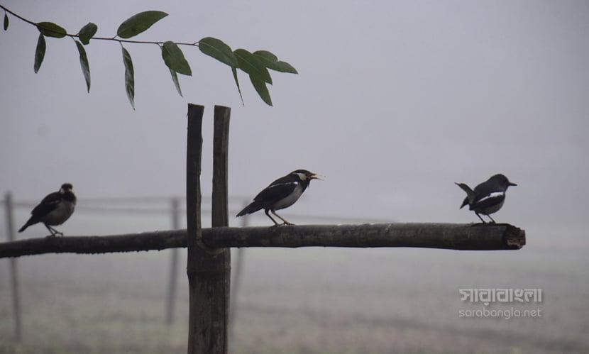 প্রকৃতিতে কুয়াশা ও হিম বাতাস
