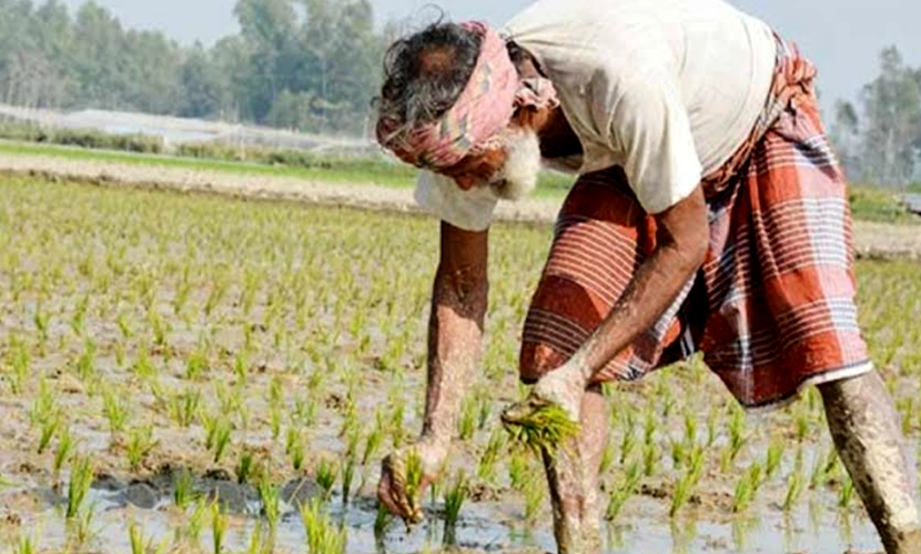 চাঁপাইনবাবগঞ্জে কুয়াশা ও শৈত্যপ্রবাহে বিপর্যস্ত বোরো বীজতলা
