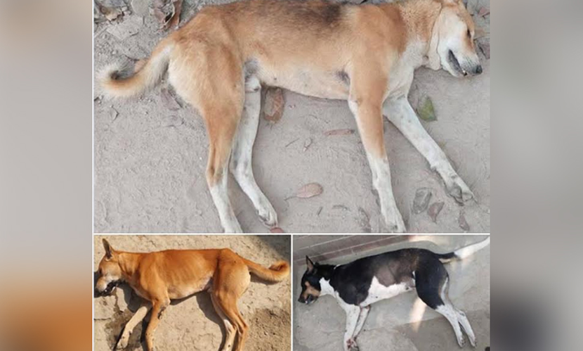 পাবনায় পুলিশের বিরুদ্ধে কুকুর হত্যা মামলা না নেওয়ার অভিযোগ