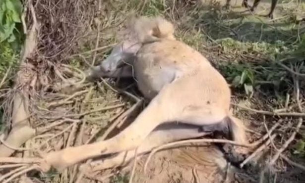 সুনামগঞ্জে ঘোড়া হত্যা করার অভিযোগে আটক ১