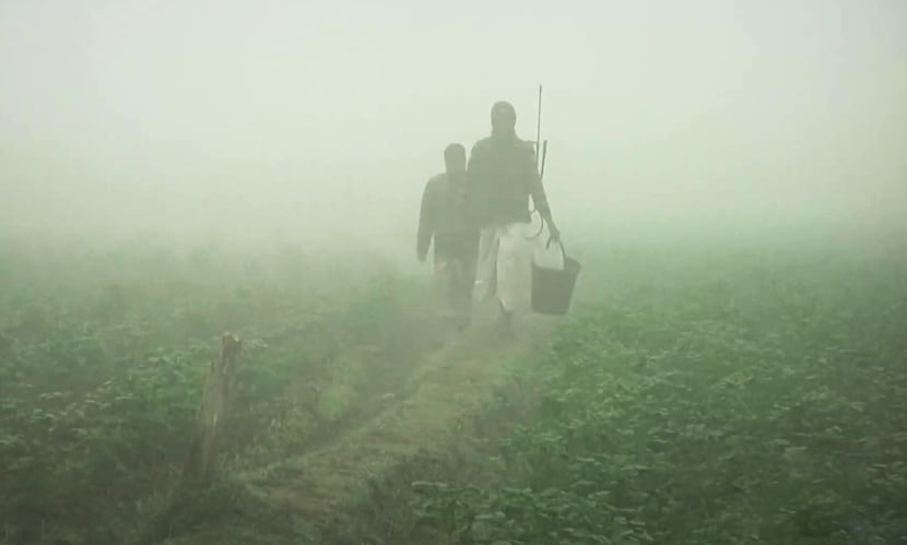 ঘণ কুয়াশা ও শীতে আলু গাছে ‘লেট ব্লাইট’-এর আক্রমণ। ছবি: সারাবাংলা