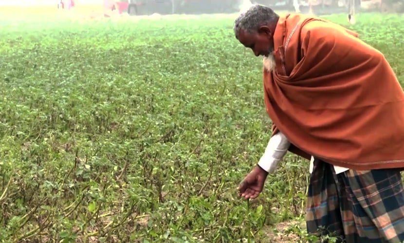 আলু গাছে ‘লেট ব্লাইট’-এর আক্রমণ। ছবি: সারাবাংলা