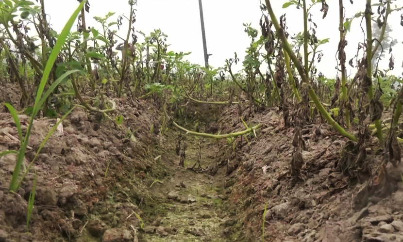 কুয়াশা ও শীতে খেতে ‘লেট ব্লাইট’, আলুর ফলন কমার আশঙ্কা